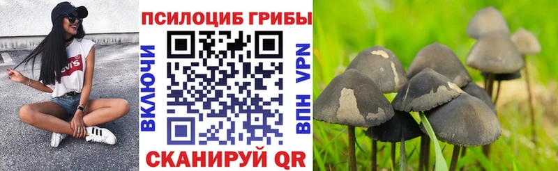 Купить  Весьегонск  Псилоцибиновые грибы Cubensis 